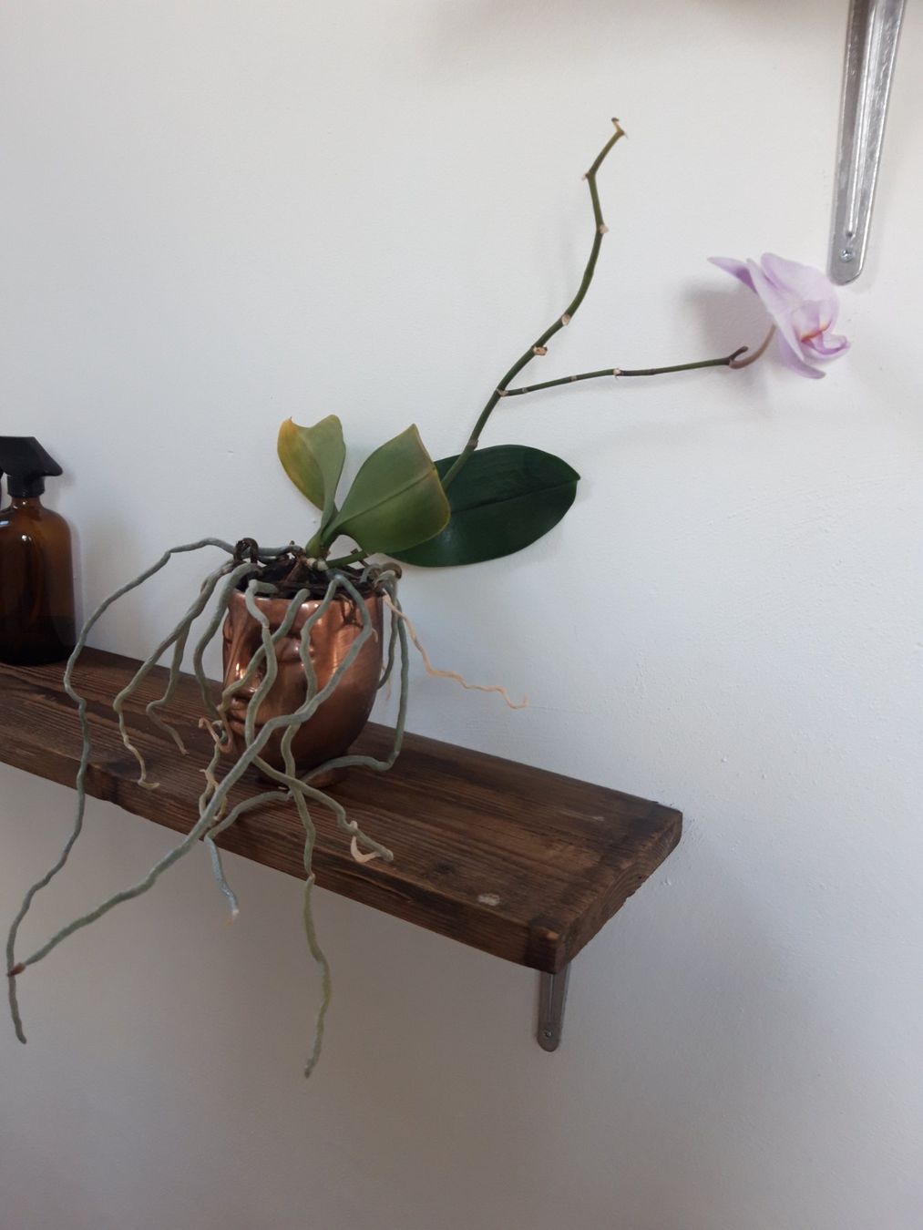 Pflanzen & Samen: Zimmerpflanze Pflanze Orchidee ohne Topf – Gebraucht aus Feuerthalen von tanatha_st