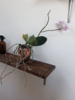 Zimmerpflanze Pflanze Orchidee ohne Topf