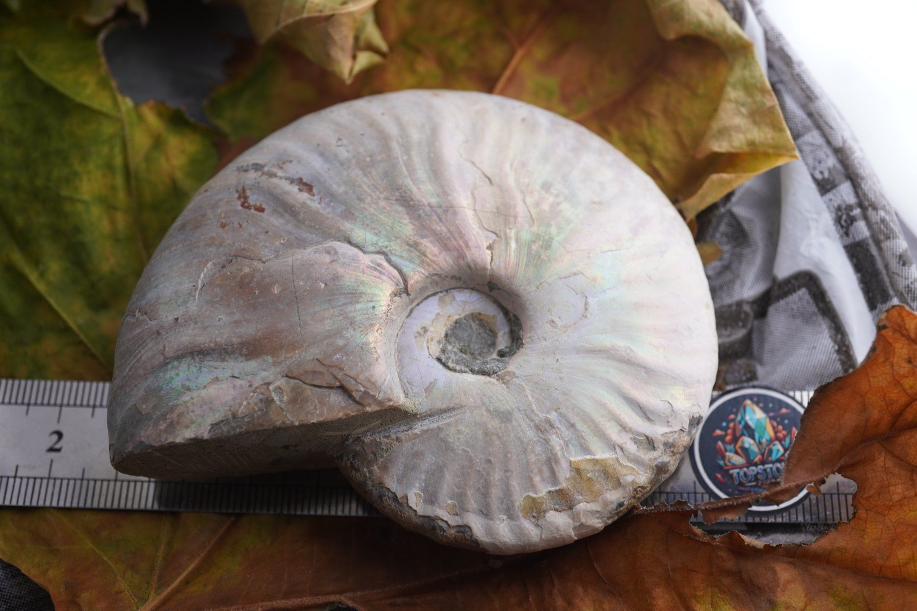 Mineralien & Heilsteine: Ammonit  Opalisiert   Wunderschön  ca  90mm – Neu und originalverpackt aus Eschenbach SG von topstone 8