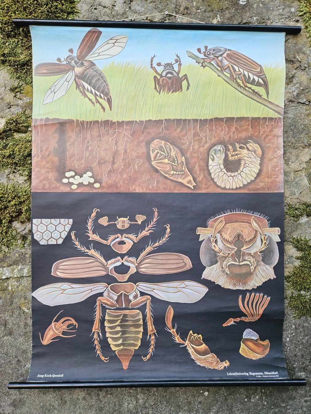 Foto & Immagini: Ancienne affiche scolaire hanneton – Usato da Biel/Bienne venduto da echinops