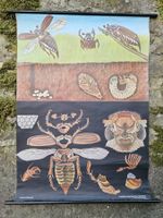 Ancienne affiche scolaire hanneton