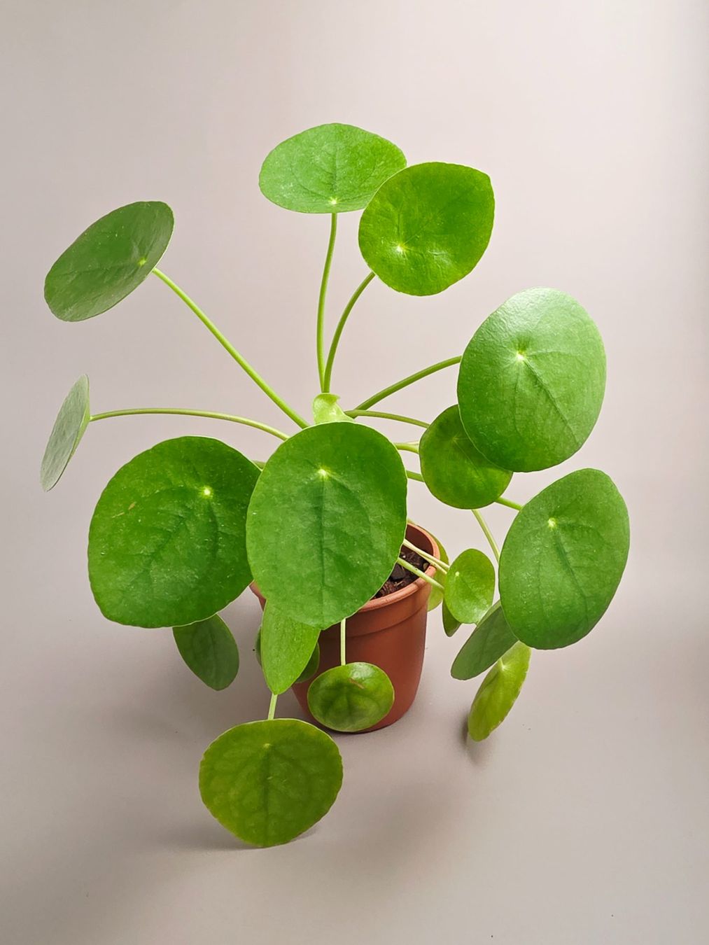 Piante & sementi: Ufopflanze / Pilea peperomioides #1 – Nuovo (secondo la descrizione) da Gerolfingen venduto da Azora