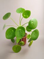 Ufopflanze / Pilea peperomioides #1