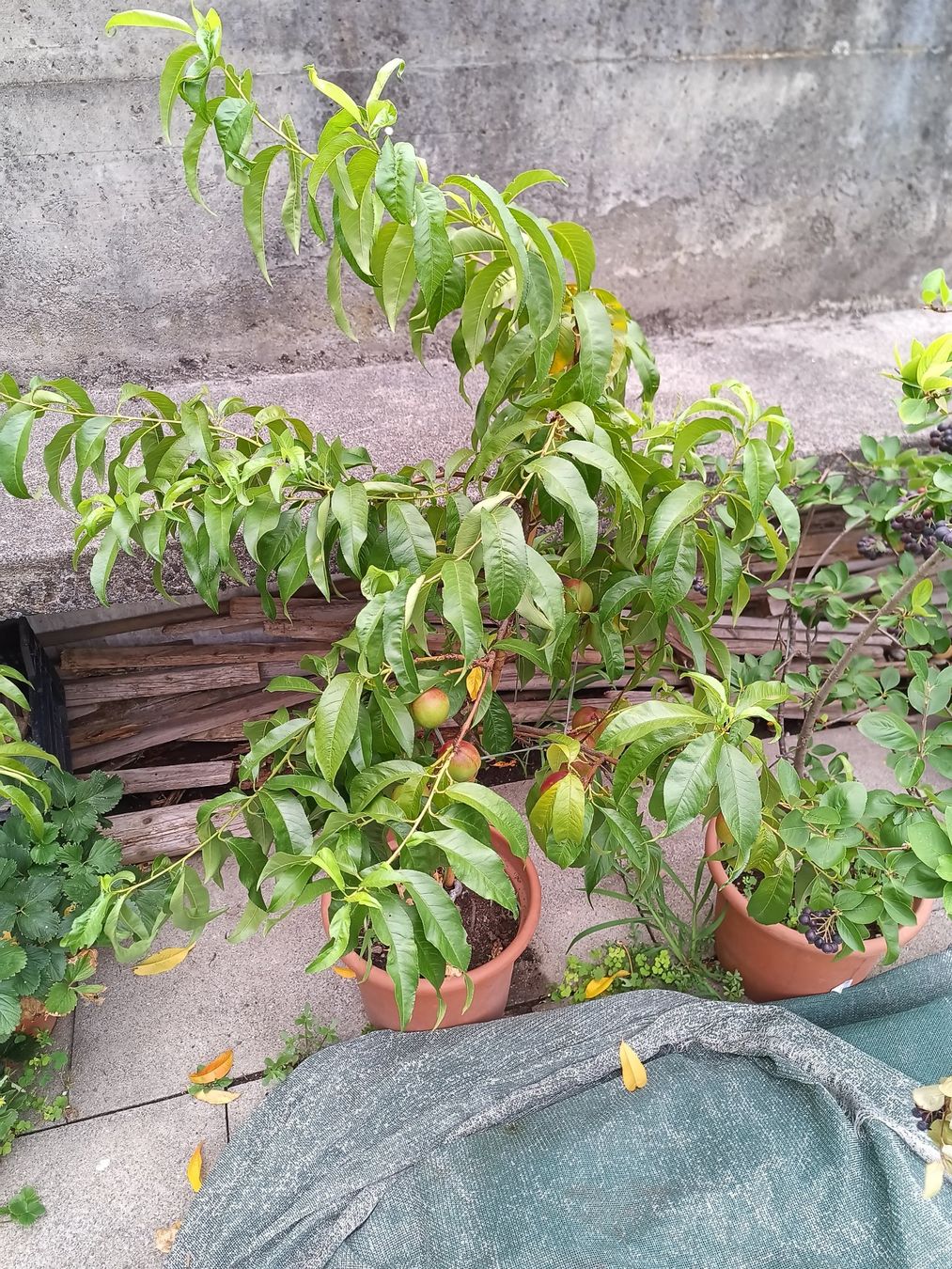 Plantes & graines: Nektarine für Balkon oder Freiland – D'occasion à Zug par SirGoldFish 6