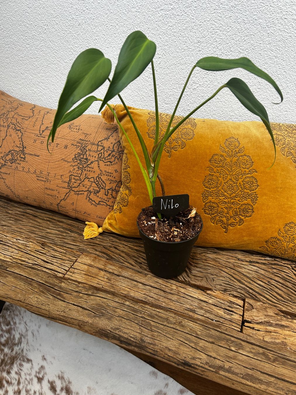 Piante & sementi: Monstera burle marx flame💚 – Usato da Wattwil venduto da Mikesplantshop 1