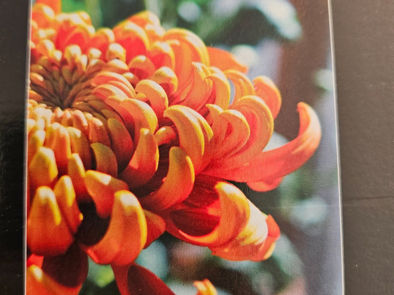 Lego Baukästen: Chrysanthemen‑Modell – Neu, versiegelt – Neu und originalverpackt aus Chur von gutgutgut 3