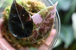 Alocasia mandalay pink, tricolor baby