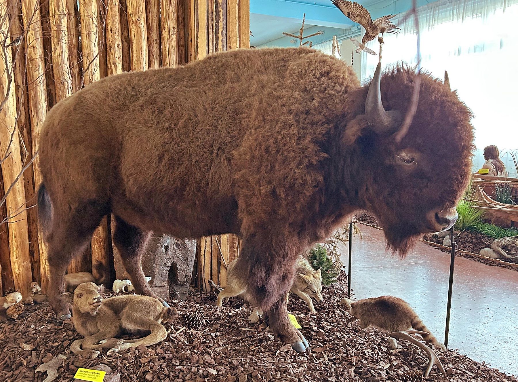 Il mondo degli animali: Grosses Tier – Usato da Bäretswil venduto da robsonantik 3