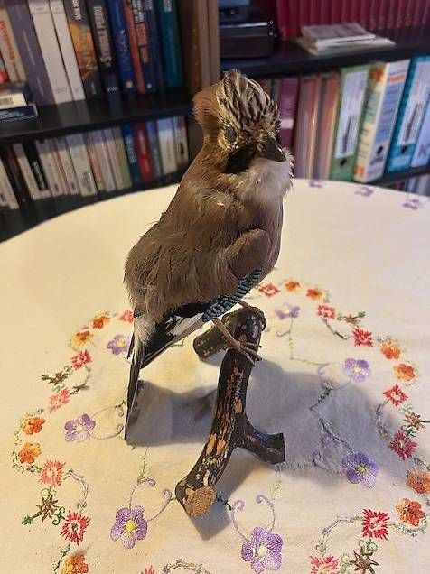 Il mondo degli animali: Geai des chênes – Usato da Chézard-St-Martin venduto da Famille.Richard 2