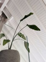 Strelitzie Strelitzia nicolai Snico 120 cm hoch umgetopft