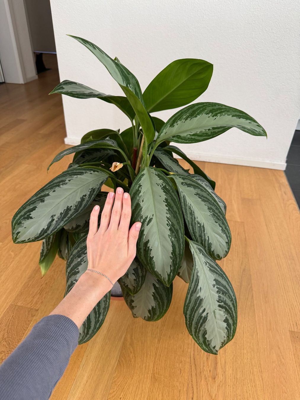 Pflanzen & Samen: Aglaonema Silver Bay – Gebraucht aus Goldau von b4mxshk 3