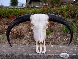 Schädel WASSERBÜFFEL BUFFALO BÜFFEL MOTÖRHEAD