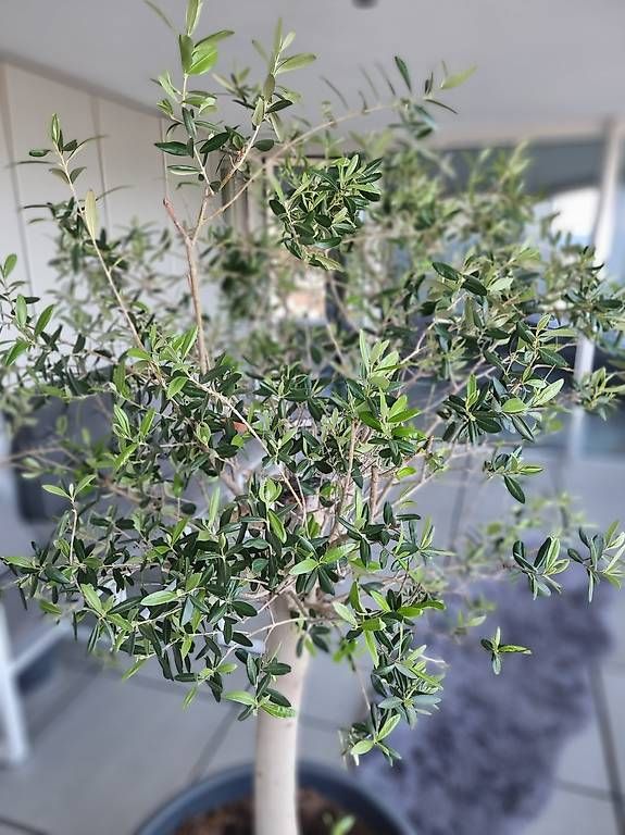Piante & sementi: Olivenbaum im Kübel 170cm – Usato da Ostermundigen venduto da d-p73 2