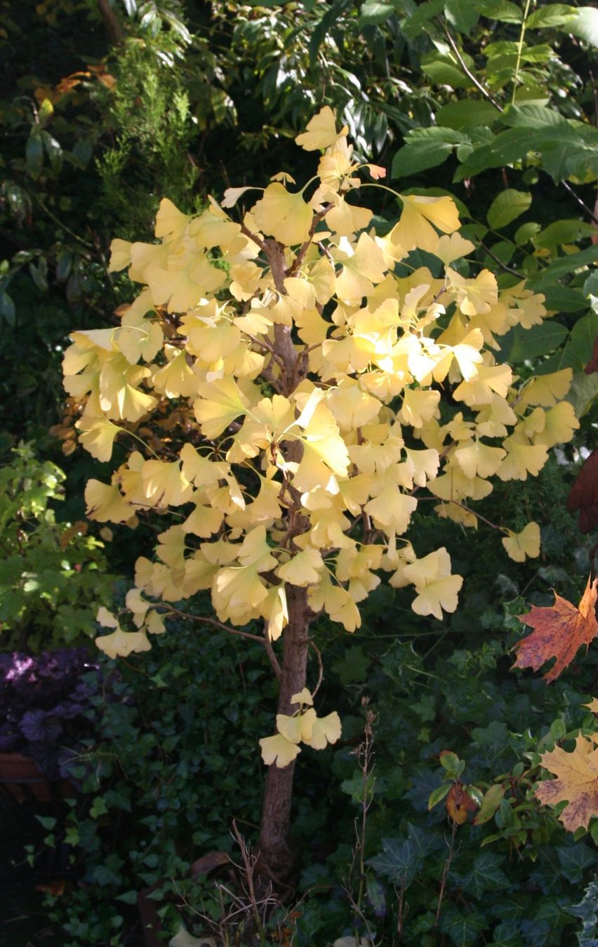 Pflanzen & Samen: Grosser Ginkgo-Bonsai – Gebraucht aus Gretzenbach von Sikim 3