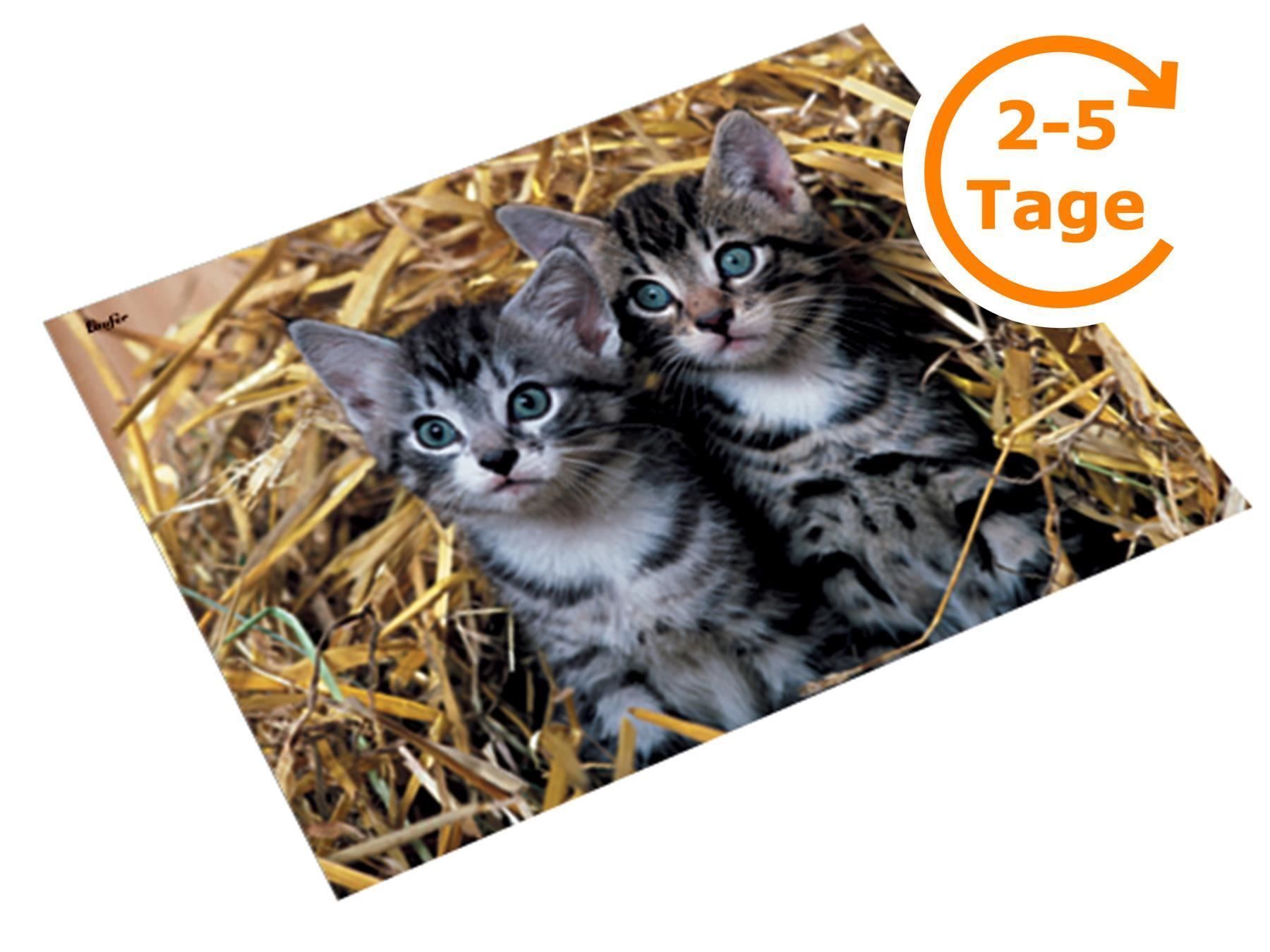 Scrivanie: Schreibunterlage Katzen, 40x53 cm – Nuovo e nell'imballaggio originale da St. Gallen venduto da cointec