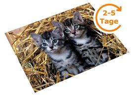 Schreibunterlage Katzen, 40x53 cm
