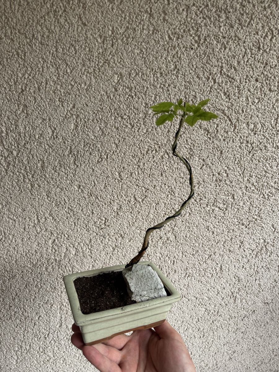Plantes & graines: Eschen Bonsai im Topf – D'occasion à Rümlang par Gruseh.ch