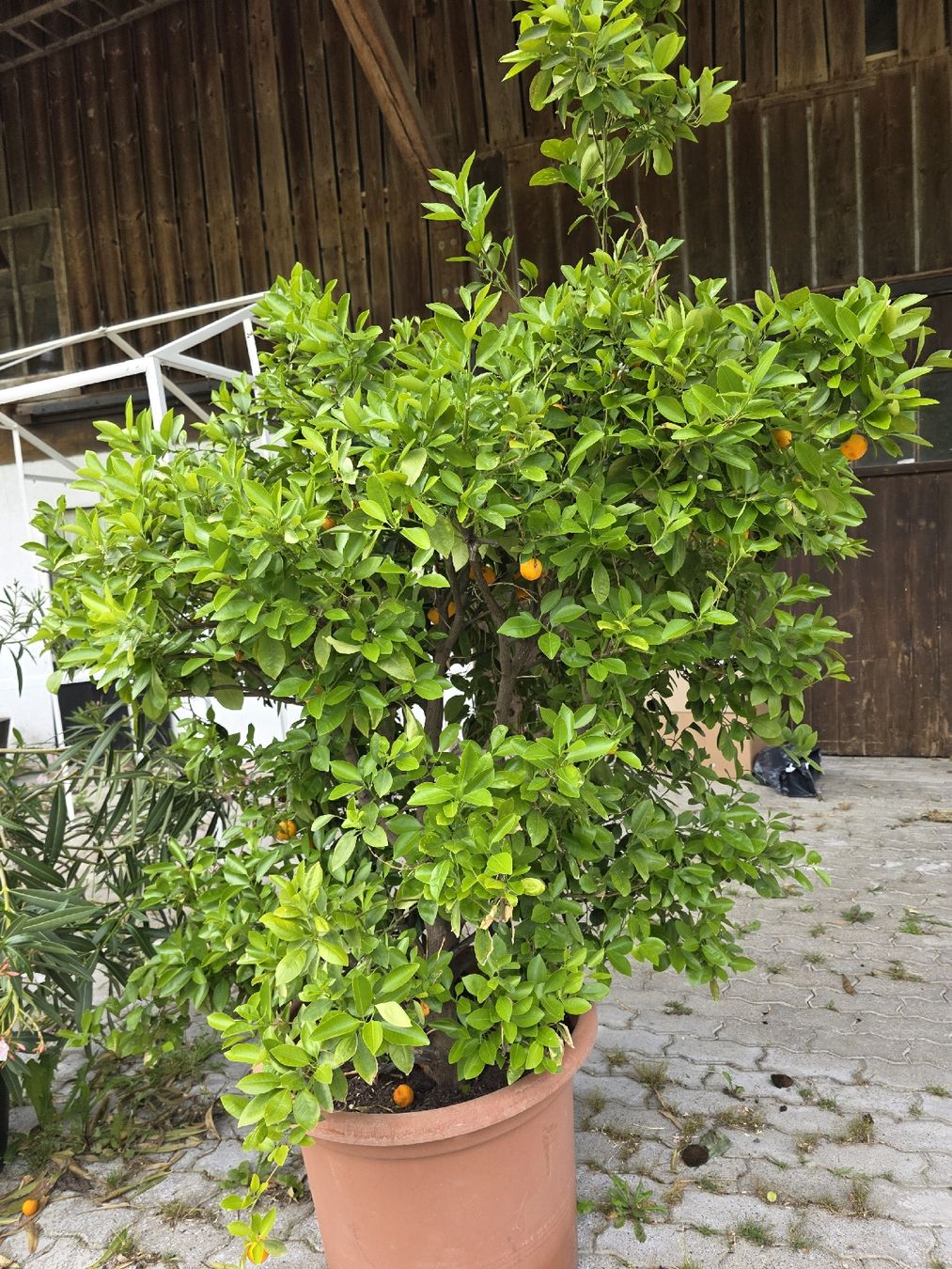 Pflanzen & Samen: Calamondin Pflanze / Baum – Neu (gemäss Beschreibung) aus Uster von Cruleye