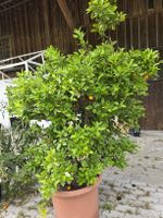 Calamondin Pflanze / Baum