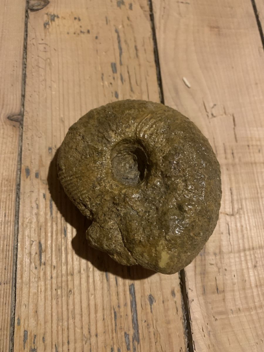 Fossili: Fossil - Ammonit, Durchmesser ca. 8cm, Top Zustand! – Usato da Basel venduto da Erna3