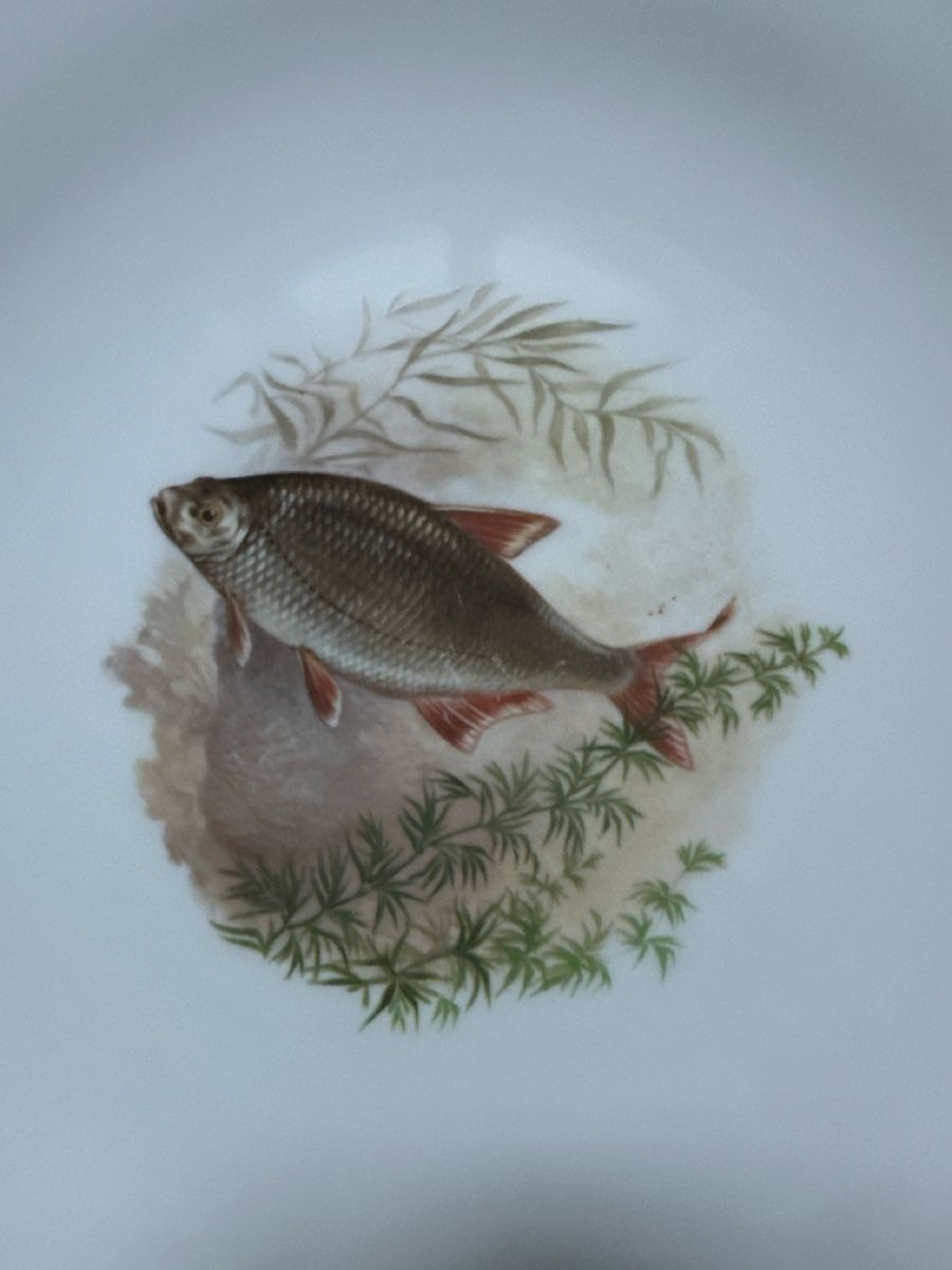 Piatti: Tellerset 6 Stk. Fischteller Suisse Langenthal  – Usato da Bern venduto da schnupka 5