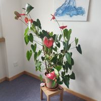 Anthurie Pflanze gross mit roten Blüten im Tontopf