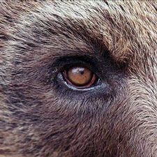 Profile image of Baerenauge_81