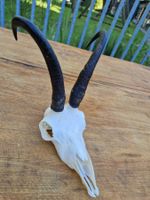 Gamsbock