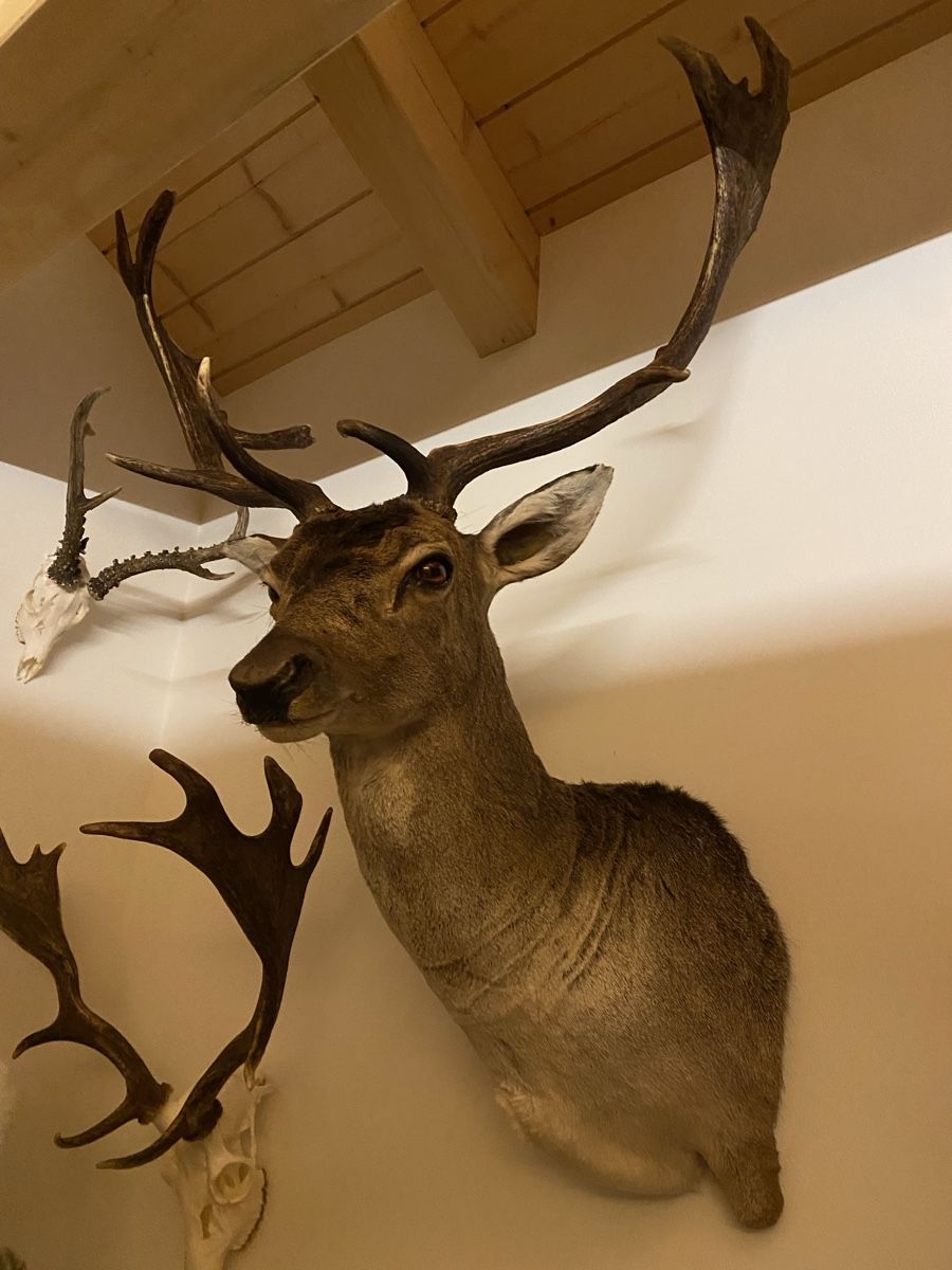 Il mondo degli animali: Dammhirsch – Usato da Castiel venduto da gamsli1000
