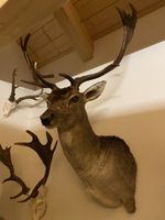 Dammhirsch