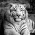 Profile image of Sdreams74