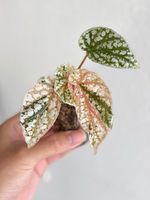 Begonia Snow Capped Variegated #1