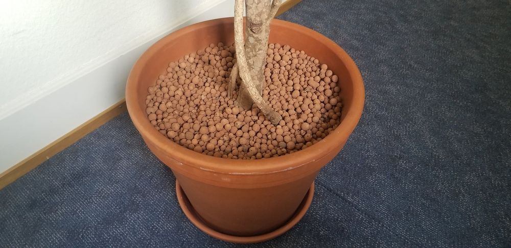 Kunstpflanze Ficus Benjamina Baum in Topf wie echt Kaufen auf Ricardo