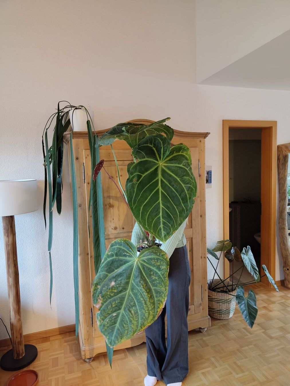 Piante & sementi: Anthurium magnificum – Usato da Hausen AG venduto da Pflaenzlioase