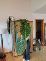 Anthurium magnificum