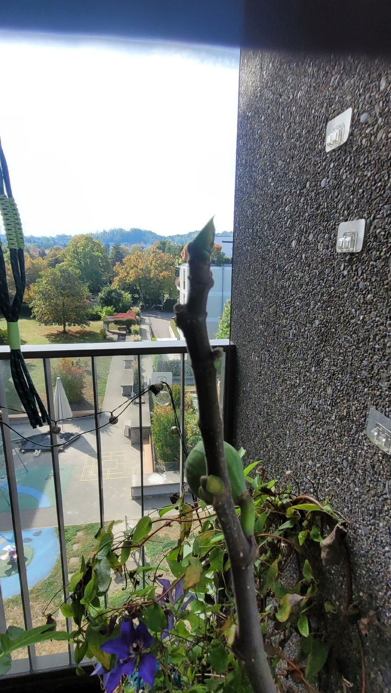 Plantes & graines: Feigenbaum im Kunststofftopf – D'occasion à Zürich par Pepperminta04 5