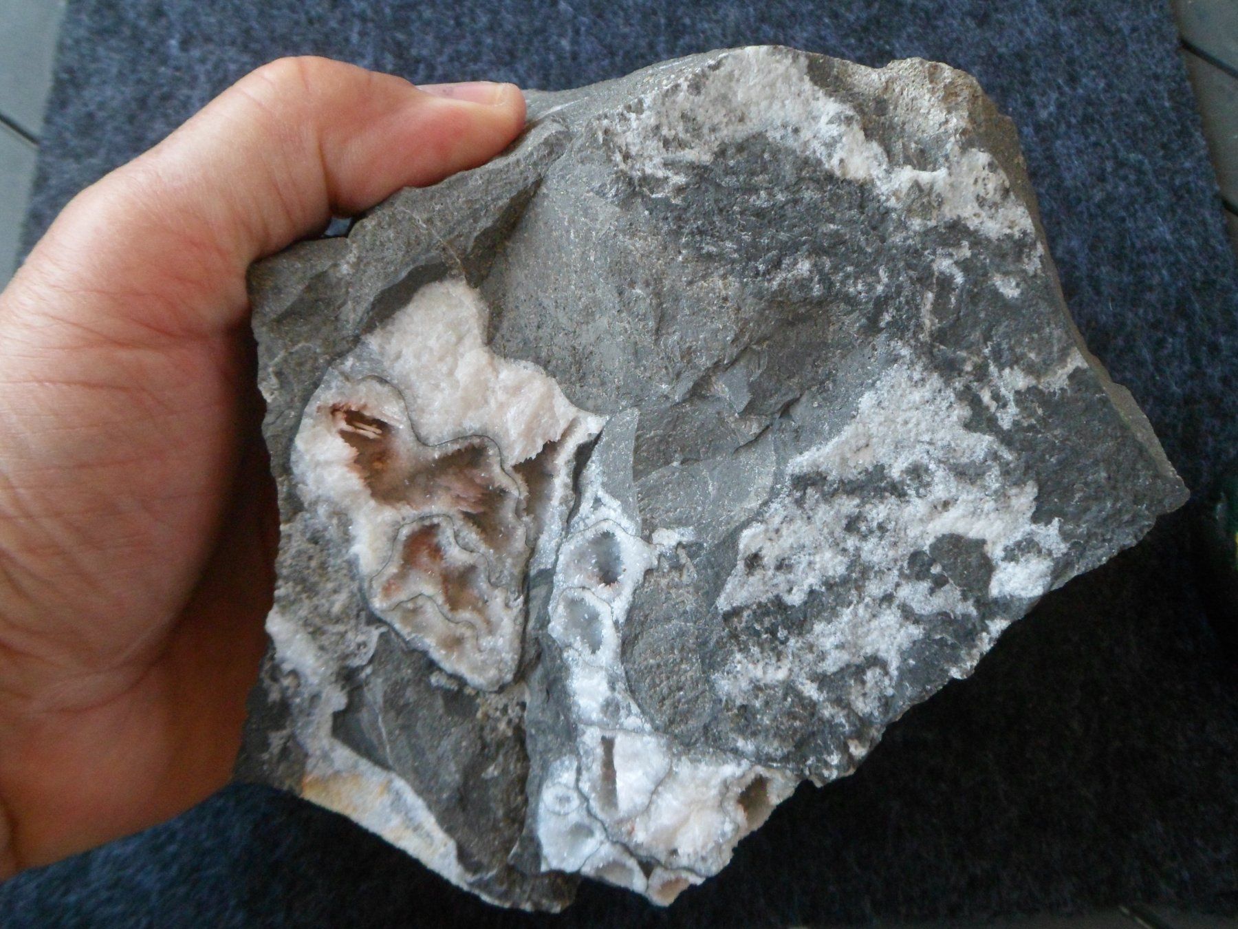 Fossili: Ammonit Selten Schweiz – Usato da Affoltern am Albis venduto da Fossil60 7