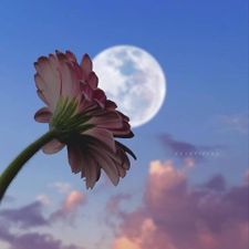 Profile image of Aline_87