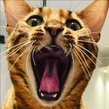 Profile image of SoDa