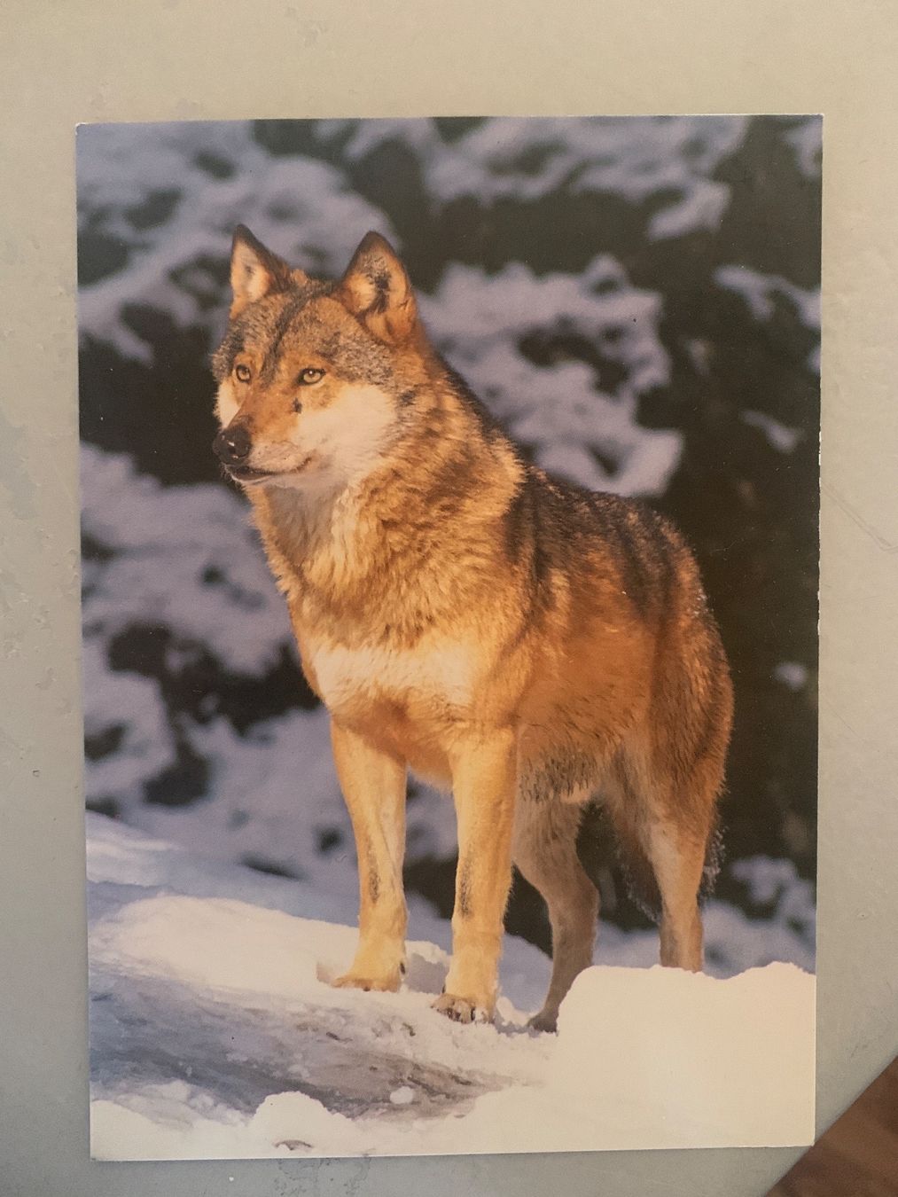 Cartes postales: Wolf Ansichtskarte – D'occasion à Wiggen par Antoniotto