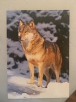 Wolf Ansichtskarte