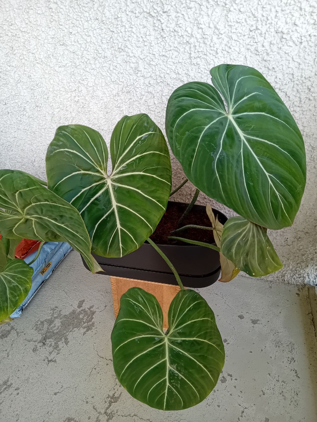 Piante & sementi: Philodendron Gloriosum – Nuovo (secondo la descrizione) da Zürich venduto da Gillheri 3