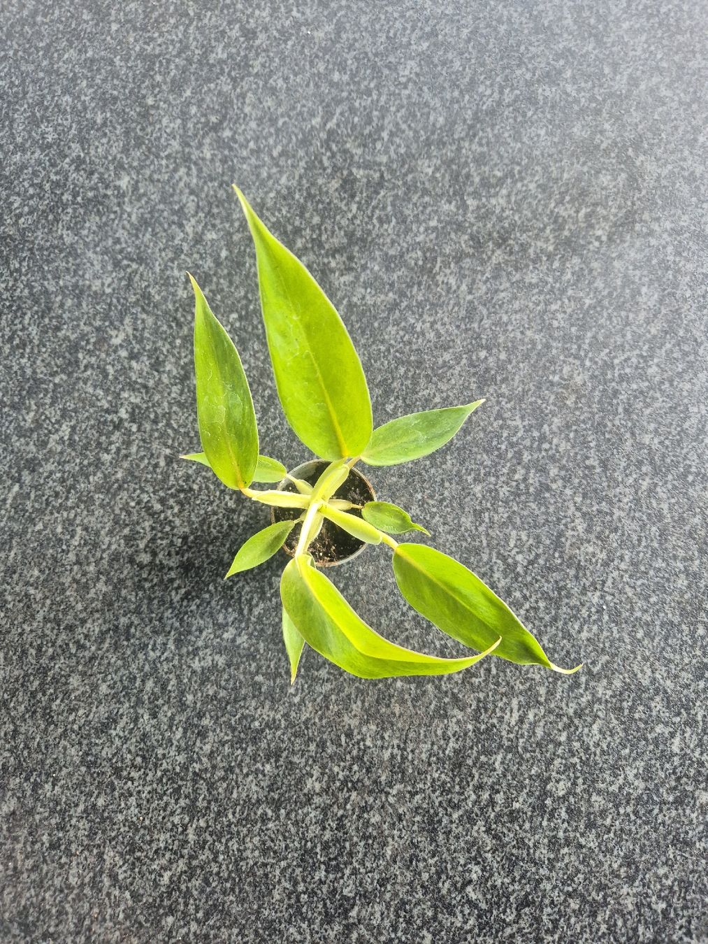 Piante & sementi: Philodendron – Usato da Urtenen-Schönbühl venduto da Pflanzenherberge