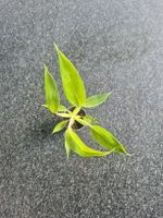 Philodendron