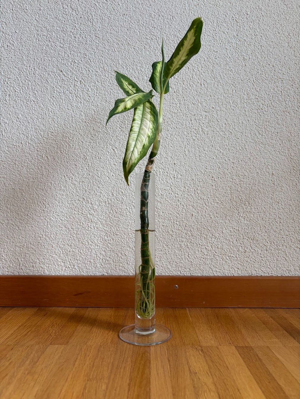 Plantes & graines: Diffenbachia – D'occasion à Baar par annasorbian