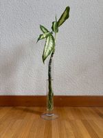 Diffenbachia