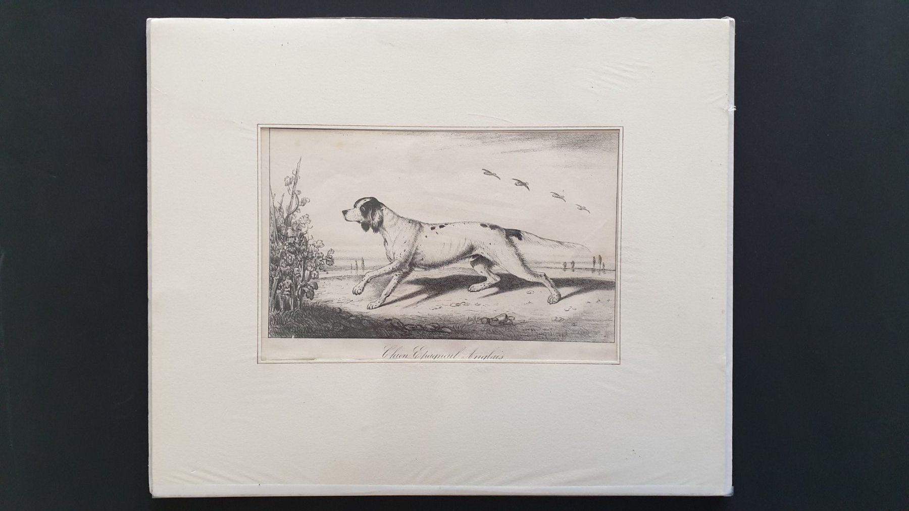 Grafica & Litografie: Jagdhund. Lithographie. 19 Jh. – Usato da Goldach venduto da armando_r 1