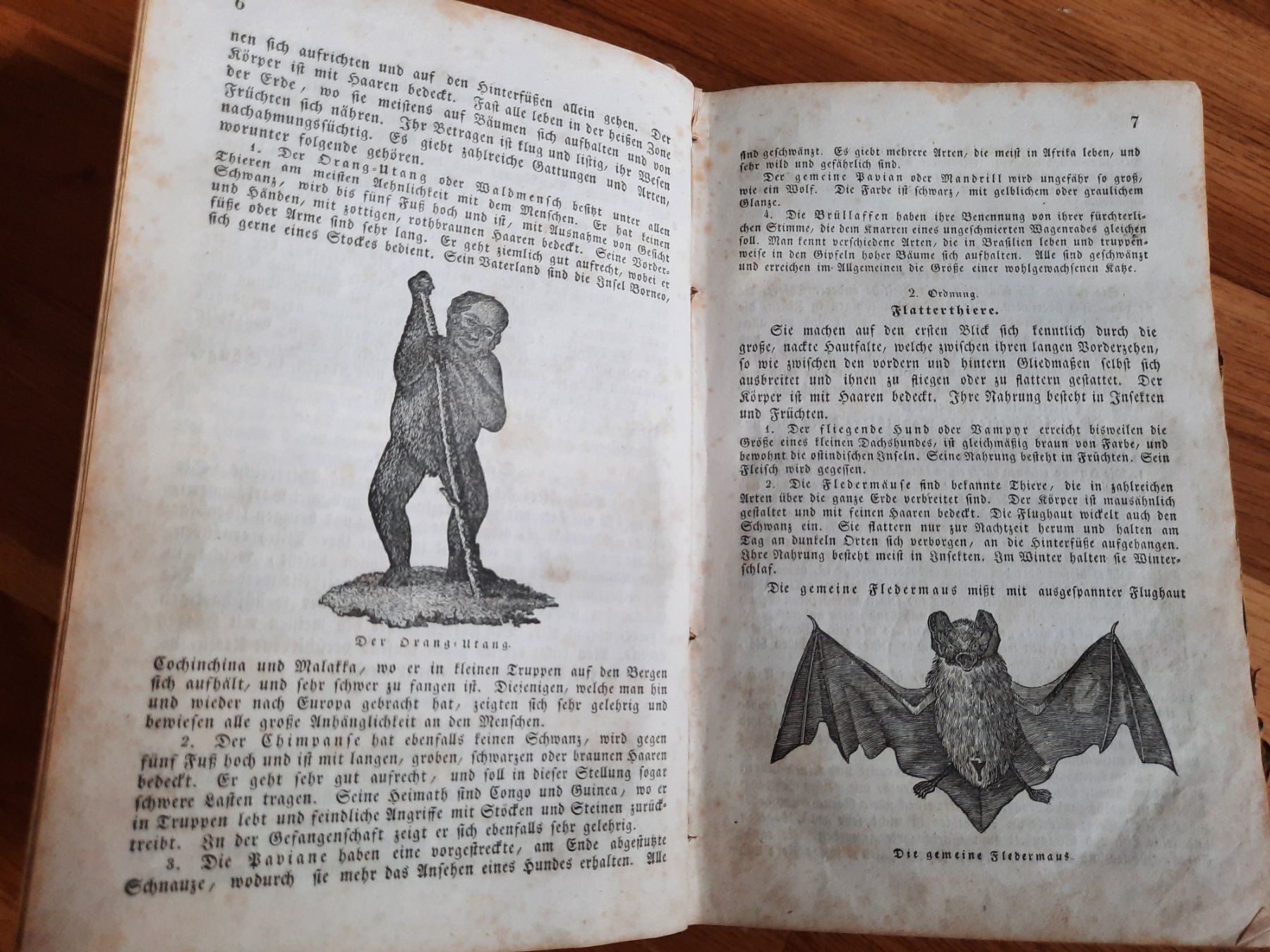 Libri: Antikes Naturkundebuch 1838 – Usato da Luzern venduto da Namruk01 3