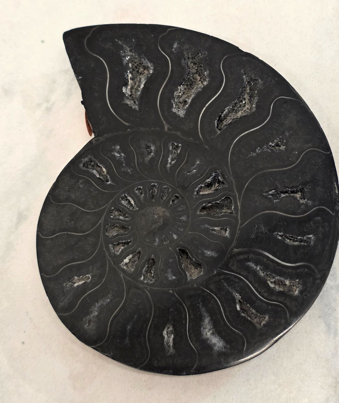 Fossili: Schwarzer Ammonit E 169g – Nuovo e nell'imballaggio originale da Matzingen venduto da Shay_Crystalz