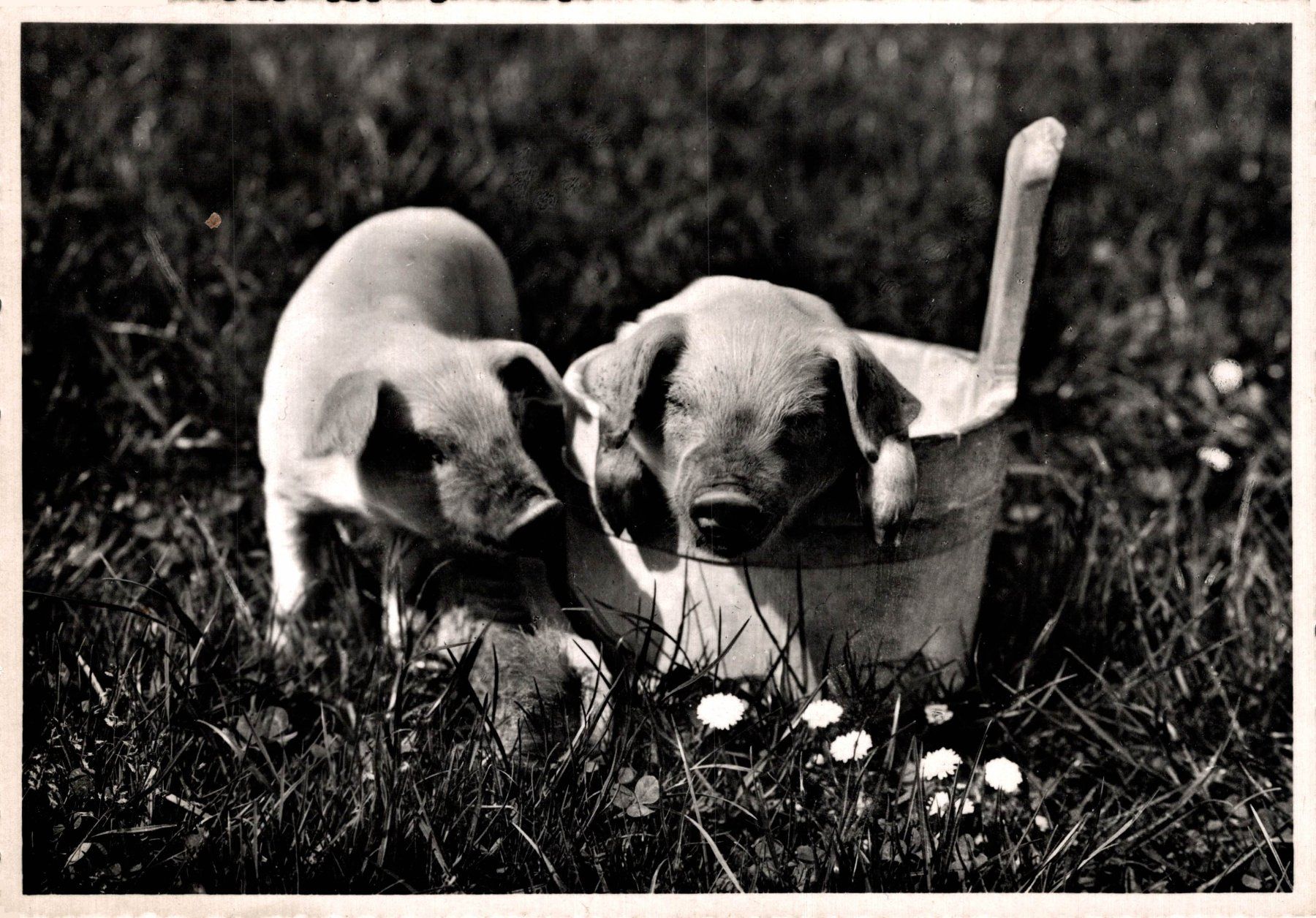 Cartes postales: Ferkel auf der Wiese, Holzeimer – D'occasion à Bronschhofen par Astore